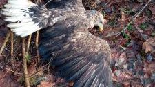 Jeden z orlů otrávených karbofuranem se uzdravil a vrátil se do přírody